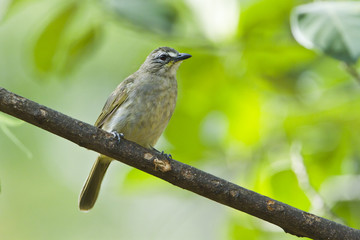  White-browed Bulbul