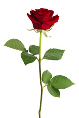 Obraz premium Red rose on a white background