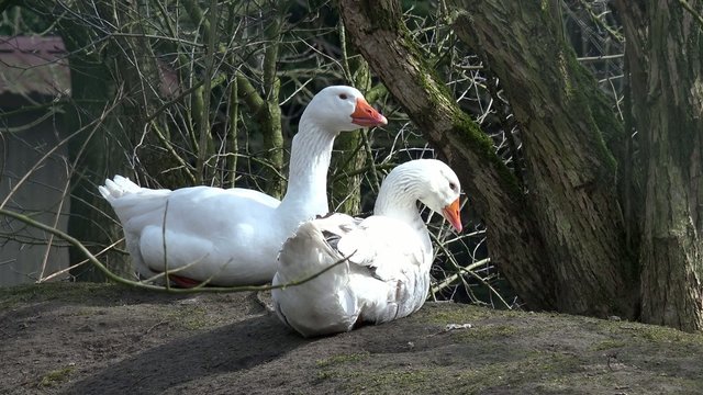 two white geese lying in the nature