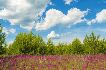 Flower field, pines and blue sky with clouds