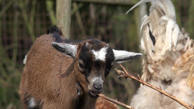 goat nibbling on leafless tree