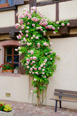 pink rosebush