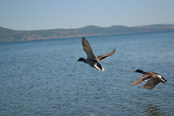 Kaczki nad jeziorem