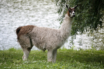 llamas graze on the river side rural scene