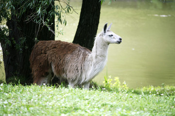 llamas graze on the river side rural scene