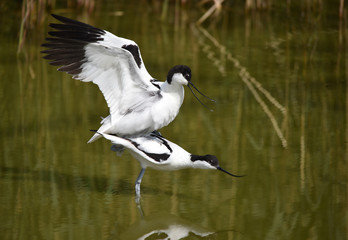 Säbelschnäbler paaren sich