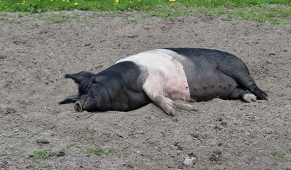 Sattelschwein schläft
