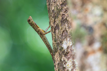 Fototapeta premium beautiful Common Gliding Lizard or Common Flying Drago