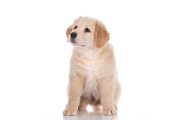 Golden retriever puppy sitting and looking up