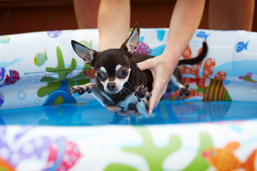 Chihuahua goes to bathe