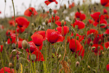 Naklejka premium red poppies on a meadow