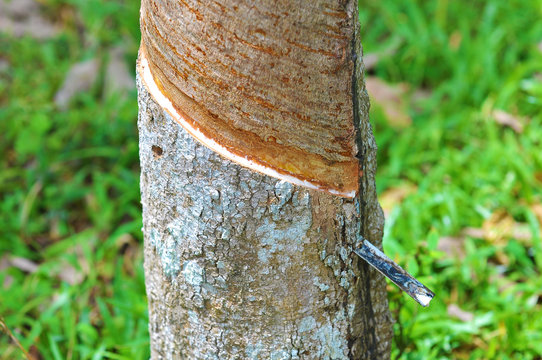 close up of rubber tree being tapped