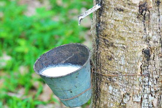 Rubber latex of rubber tree