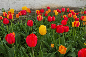 bed of blooming red and yellow tulips