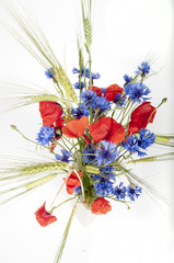 poppies and cornflowers isolated on white