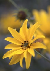 Topinambur (Helianthus tuberosus)
