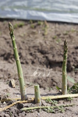 asparagus