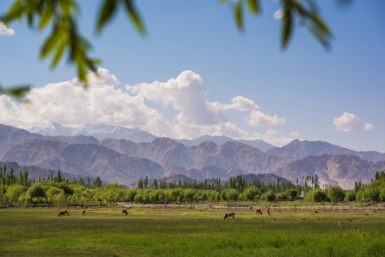 Cows pond in front of Shey Palace in Leh Ladakh.