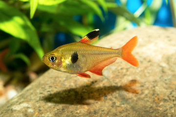 Tetra fish - 85336549
