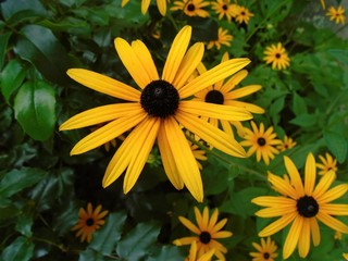 Rudbeckia hirta (black-eyed Susan) in the garden - macro