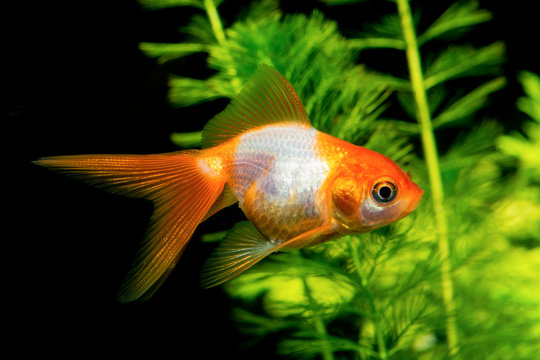 White orange goldfish