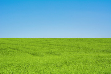Green Field