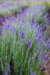 The blossoming lavender