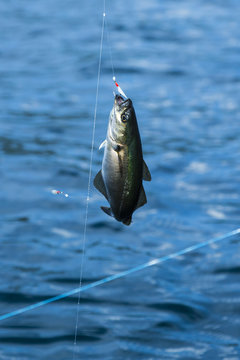 Norway, pollock on fishhook