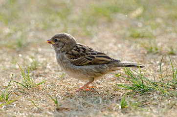 Haussperling, weiblich (Passer domesticus)