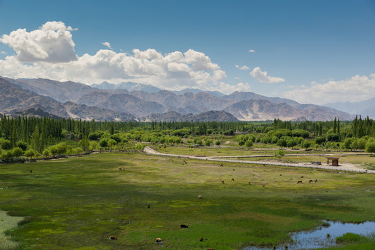 Pond in front of Shey Palace in Leh Ladakh.