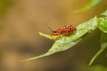 Fototapeta premium Specimen of Assassin bug (Reduviidae) sitting on a fresh leaf