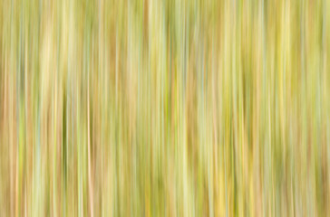 Natural background - vertical lines in wheat filed shades