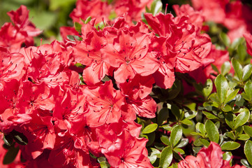 red sunny azalea in the garden