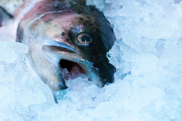 Frischer Fisch