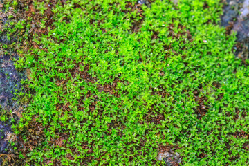 green moss