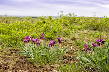 Wild Iris in the Mountain
