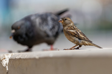Sparrow and dove in the background