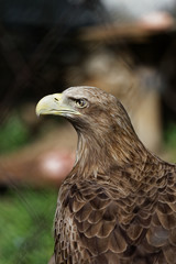 Portrait of a eagle