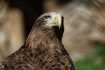 Portrait of a eagle