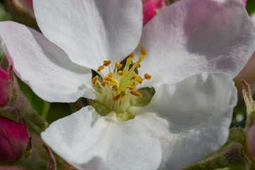 Fototapeta na wymiar Blüte im Sommer