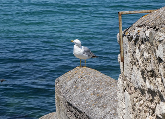 Marine gull