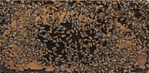 Beehive honey bee  frame of mature brood with characteristic open 'football' center.