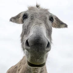 Zelfklevend Fotobehang Ezel close-up gezicht van een ezel