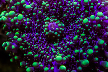 Naklejka premium Pamiętała Koralle