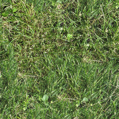 бесшевная текстура травы