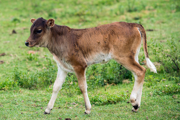 Nguni Calf