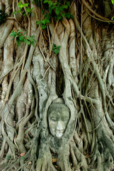 Ayutthaya Buddha head overground upright