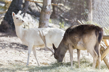 portrait of a young deer