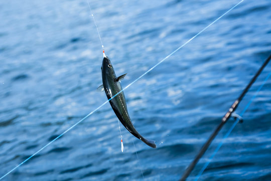 Norway, pollock on fishhook