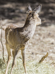 portrait of a young deer